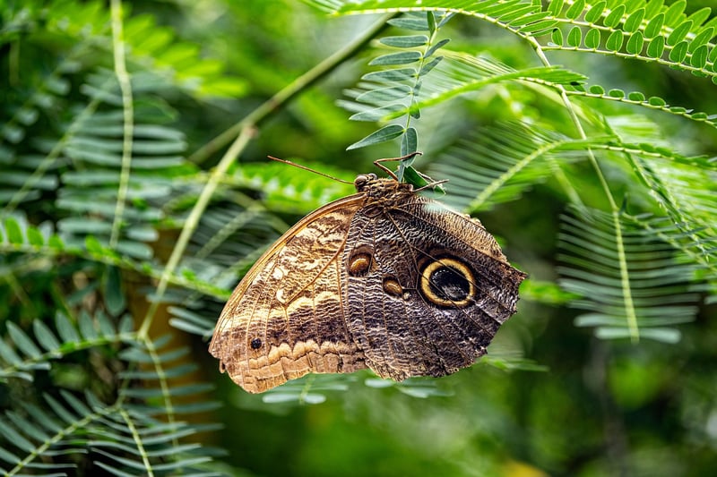 Butterfly Effect Awareness